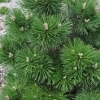 Pinus nigra 'Nana' -- Niedrige Schwarzkiefer